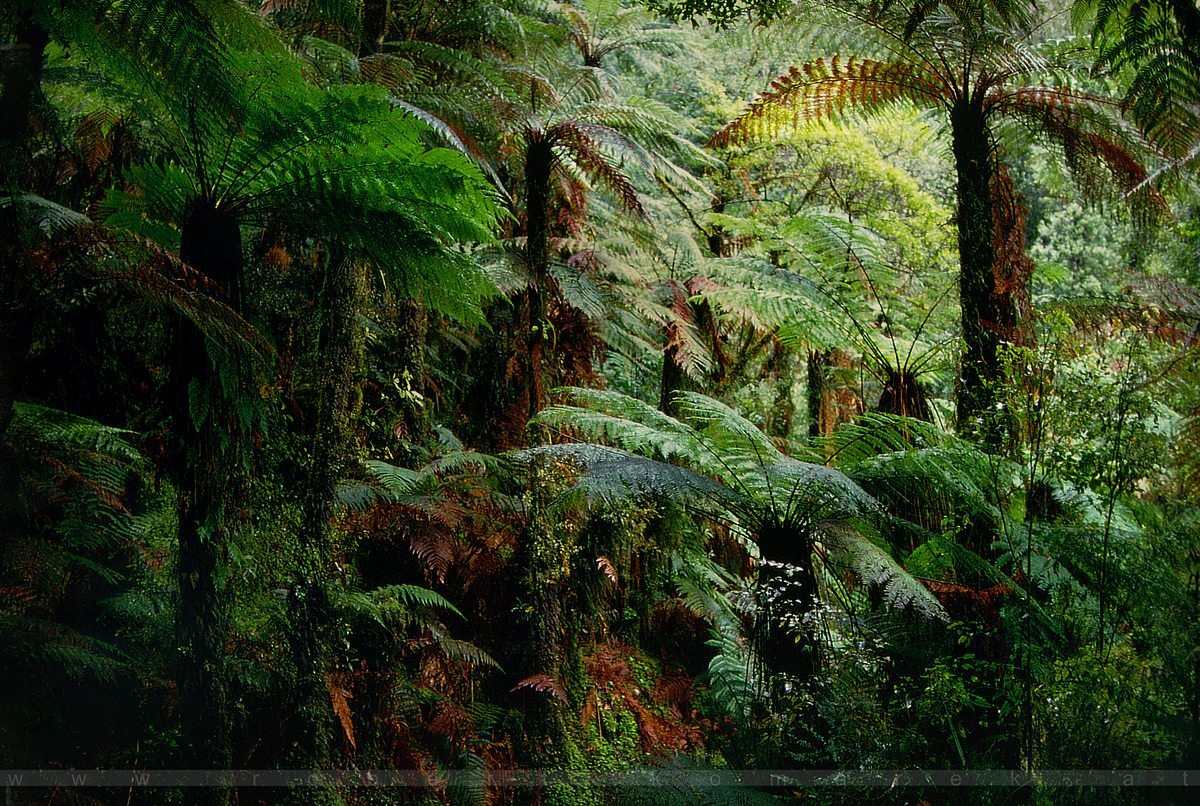 Fairyland - Lake Matheson / New Zealand 1994