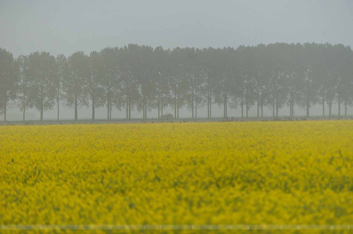 Oilseed Rape - Netherlands 2014