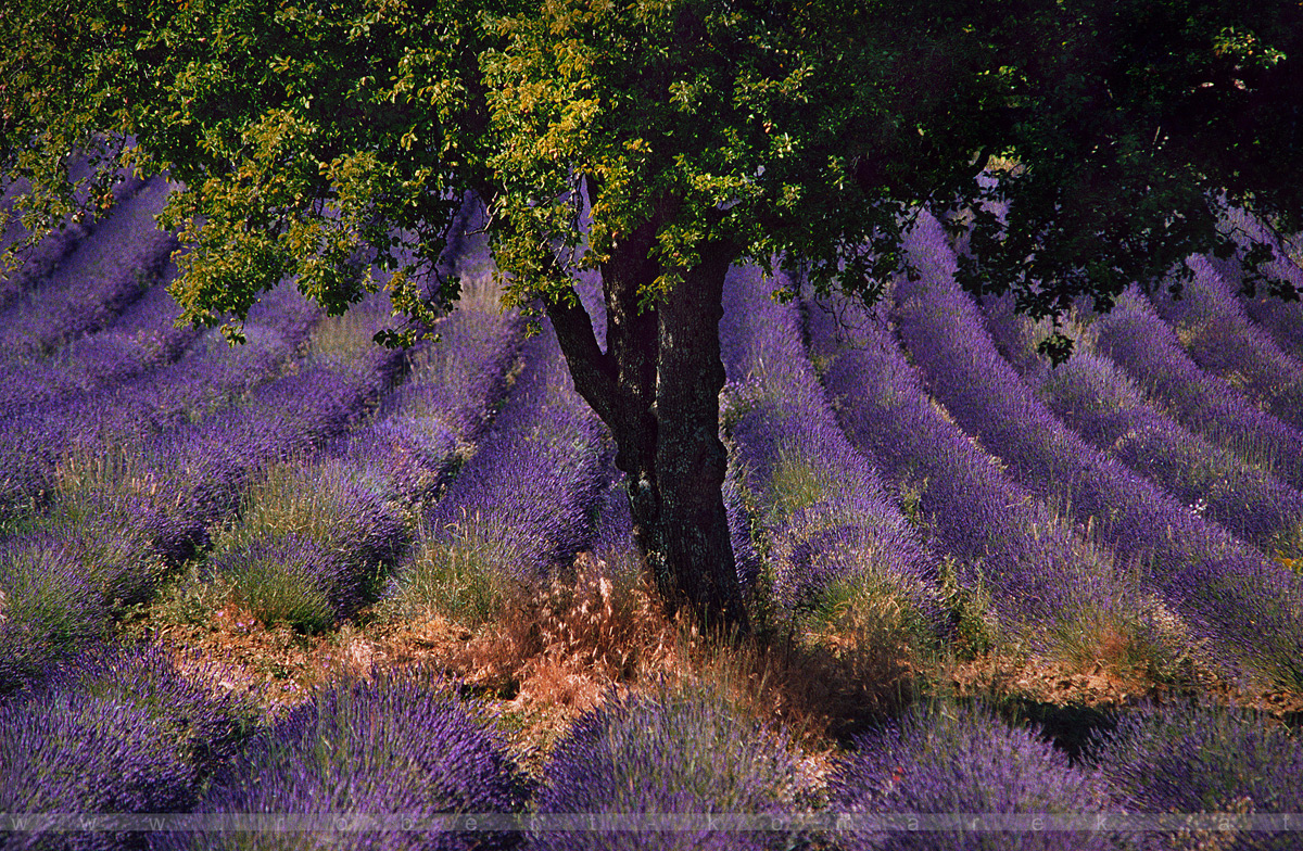 Arôme - Sault, Provence / France 2004