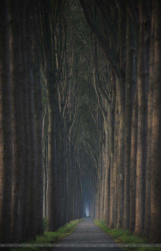 Cathedral - Damme / Belgium 2014