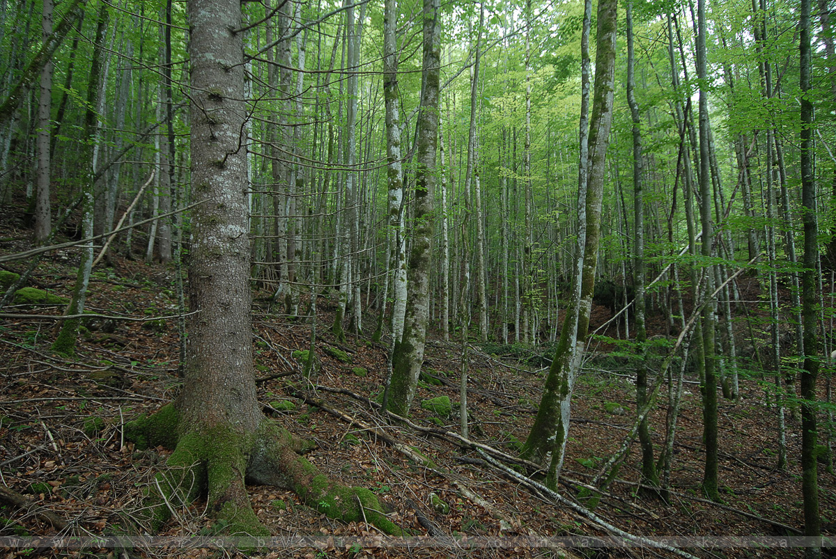 Into The Green - Gössler Wiesen, Grundlsee / Austria 2007