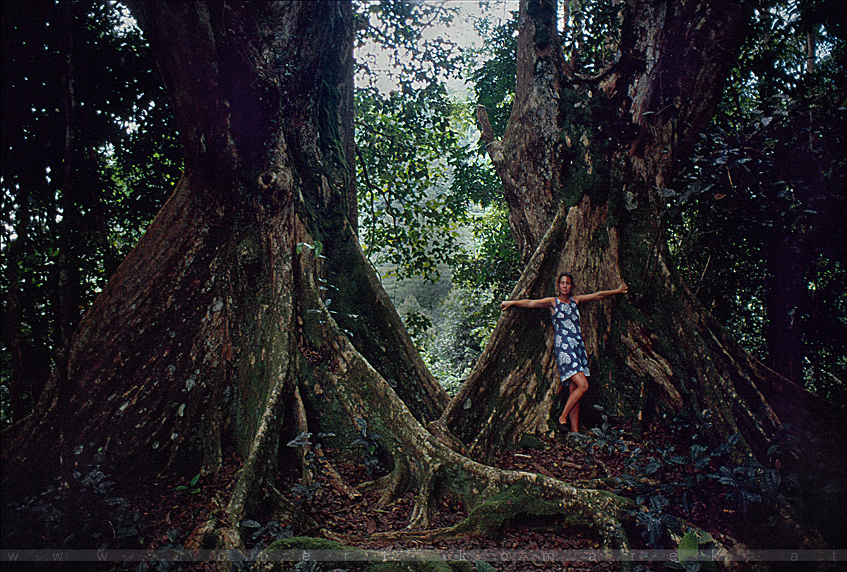 God's Garden - Giant Trees of Sans Souci, Mahé / Seychelles 1998