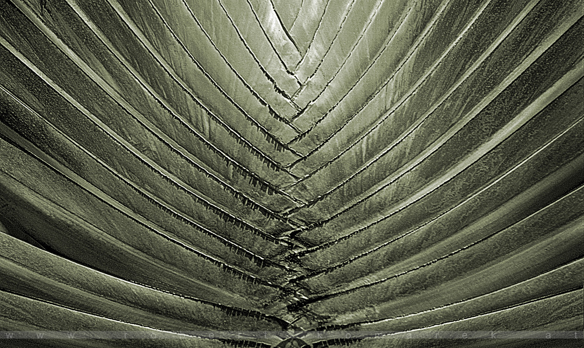 Ravenala madagascariensis - Praslin / Seychelles 1998