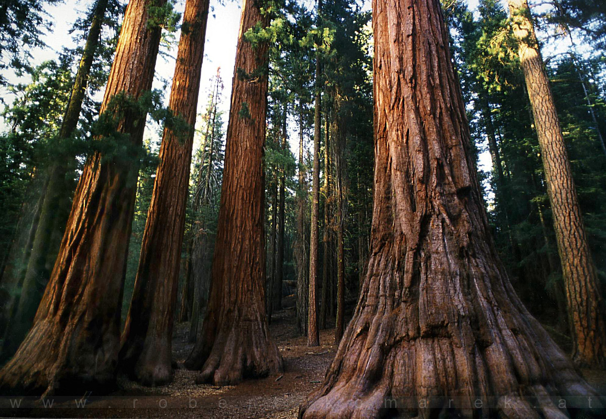 Breathless - Yosemite NP, California / U.S.A. 1992